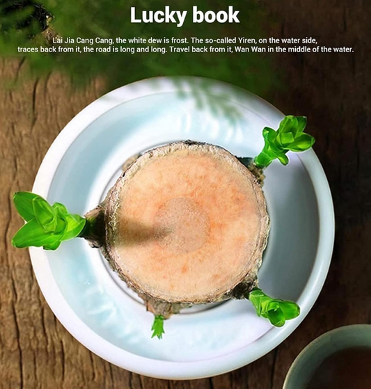 Elevate Your Space with the Brazilian Lucky Wood Plant: A Symbol of Beauty, Resilience, and Good Fortune
