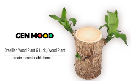 Bring Home the Brazilian Lucky Wood Plant: A Perfect Blend of Beauty, Resilience, and Positive Energy