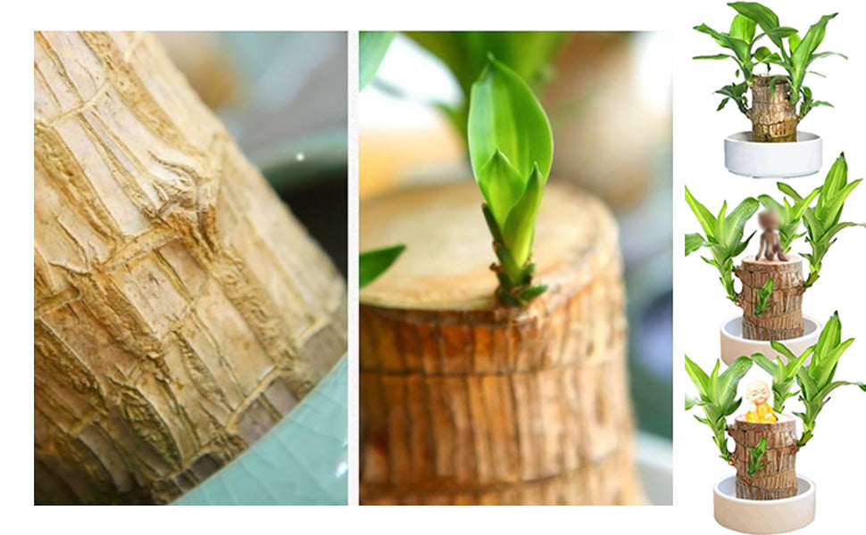Bring Home the Brazilian Lucky Wood Plant – A Touch of Nature’s Charm