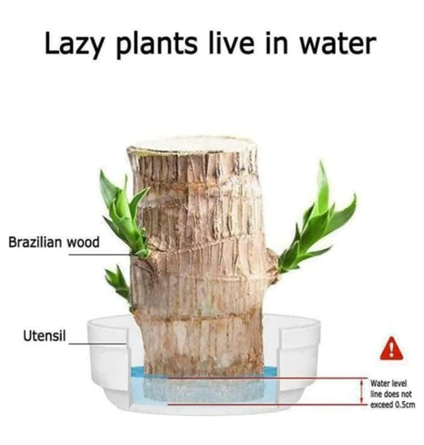 Brazilian Lucky lazy plants