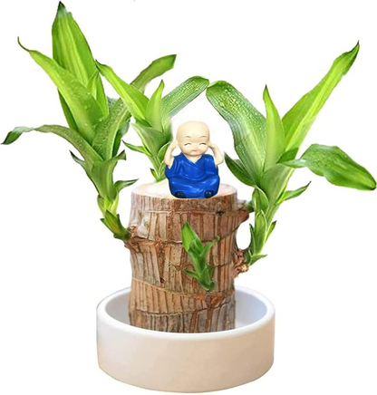 Original Brazilian Lucky Wood plant