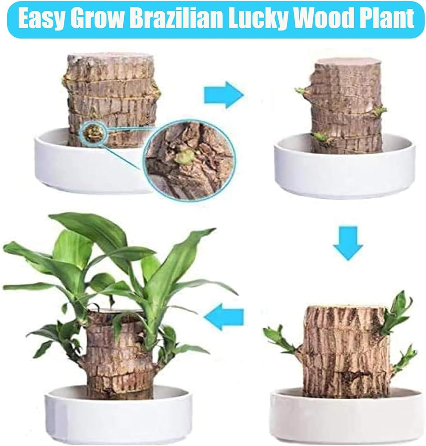 Easy grow Brazilian Lucky Wood at home
