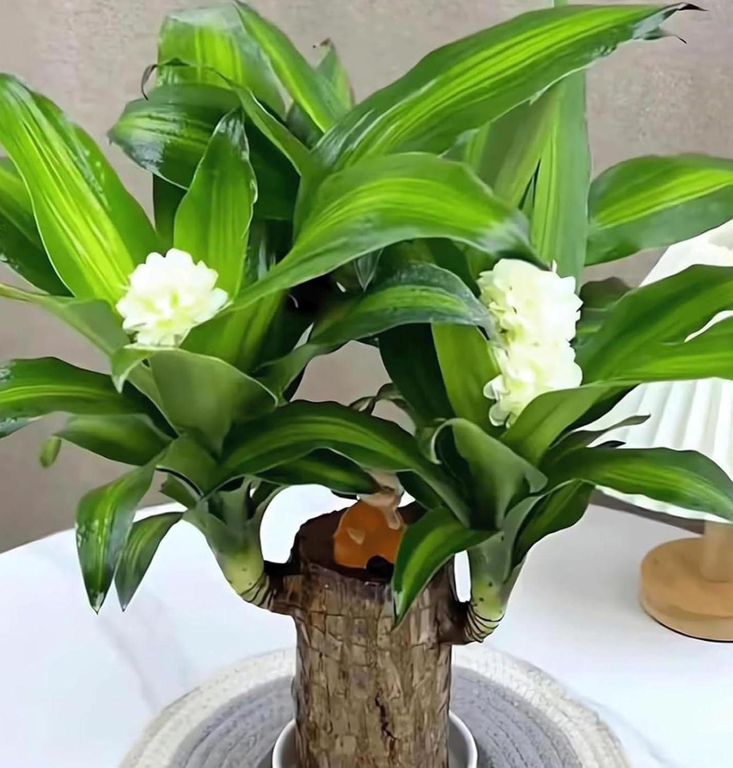Organic Brazilian Lucky Wood