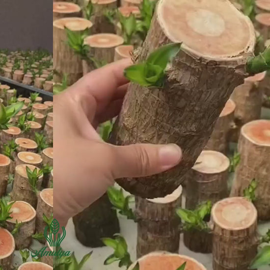 Organic Brazilian Lucky wood plant