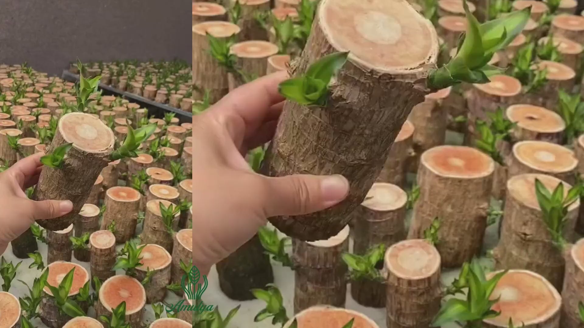 Organic Brazilian Lucky wood plant